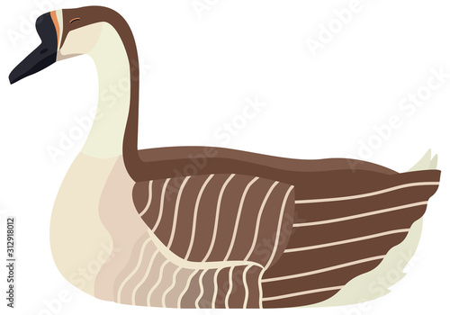 Farming today Vector illustration of a sitting African goose Isolated object