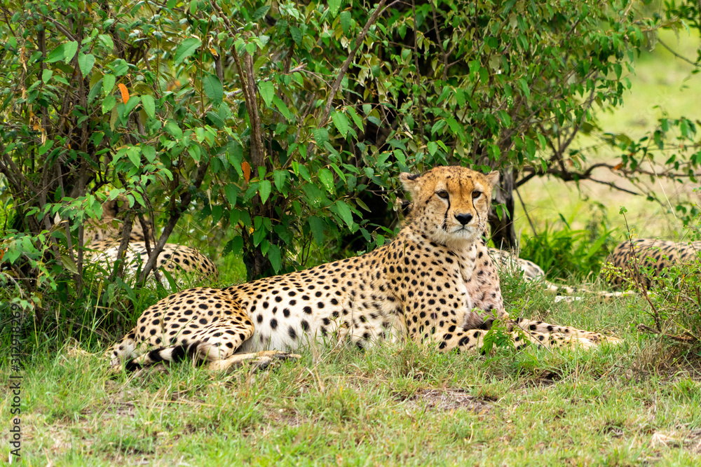 Wild african Cheetahs in Masai Mara National Park Wild african Cheetahs in Masai Mara National Park