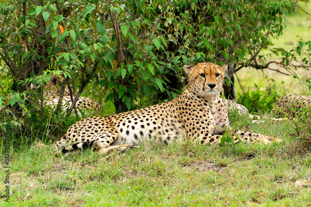 Wild african Cheetahs in Masai Mara National Park Wild african Cheetahs in Masai Mara National Park