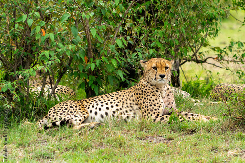 Wild african Cheetahs in Masai Mara National Park © Anna