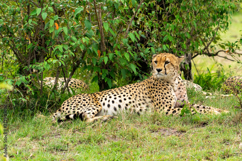 Wild african Cheetahs in Masai Mara National Park Wild african Cheetahs in Masai Mara National Park