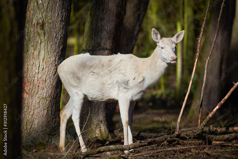 White Red Deer in the Forest (Cervus elaphus) White Red Deer in the Forest (Cervus elaphus)