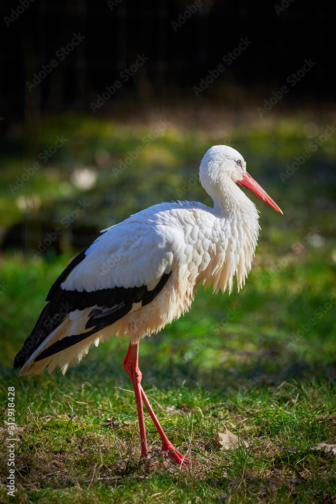 Naklejka premium White Stork Closeup ( Ciconia ciconia )