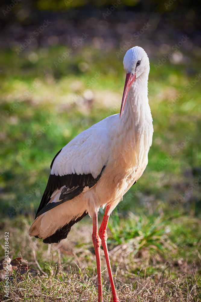 Fototapeta premium White Stork Closeup ( Ciconia ciconia )