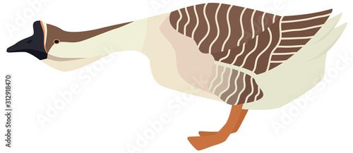 Farming today African goose Vector illustration of a breed of domestic goose Isolated object