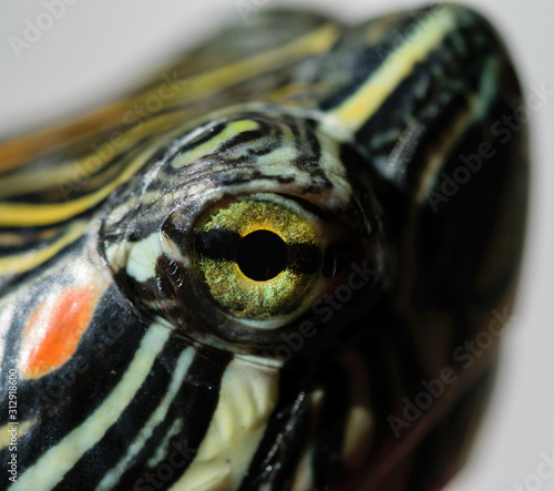 closeup of a head of turtle © CarlosNavasPhoto