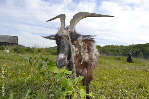 goat grazes in the meadow