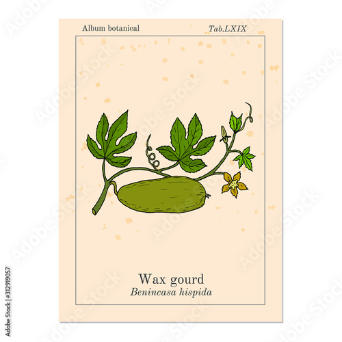 Wax gourd Benincasa hispida , or ash pumpkin