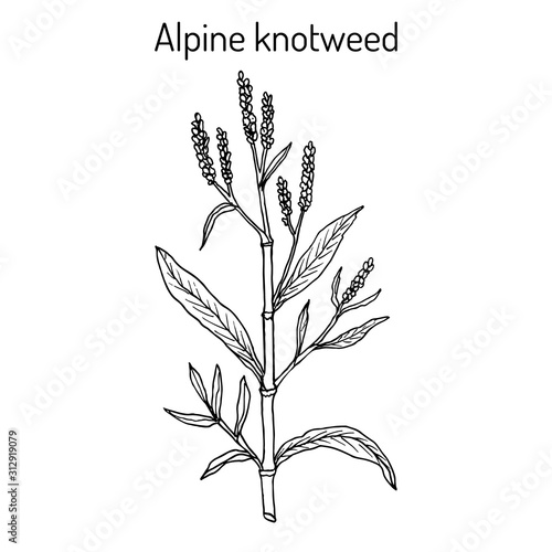Alpine knotweed aconogonon alpinum , medicinal plant