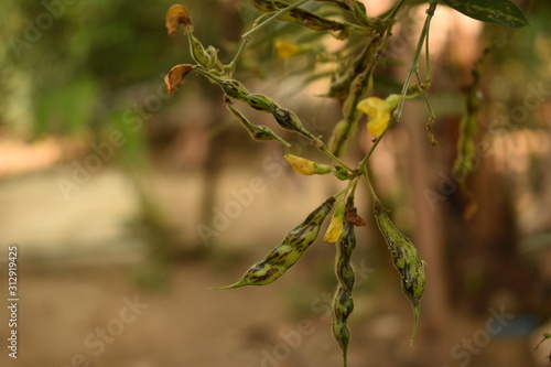 Green Pigeon Peas with Yellow flower Blurred Background Selectively focused photo