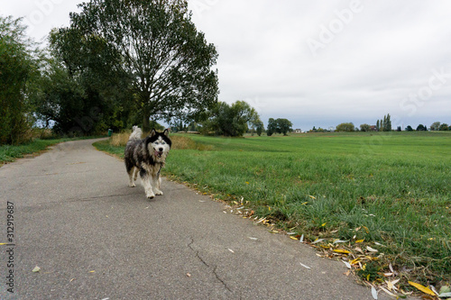Husky dog running photo