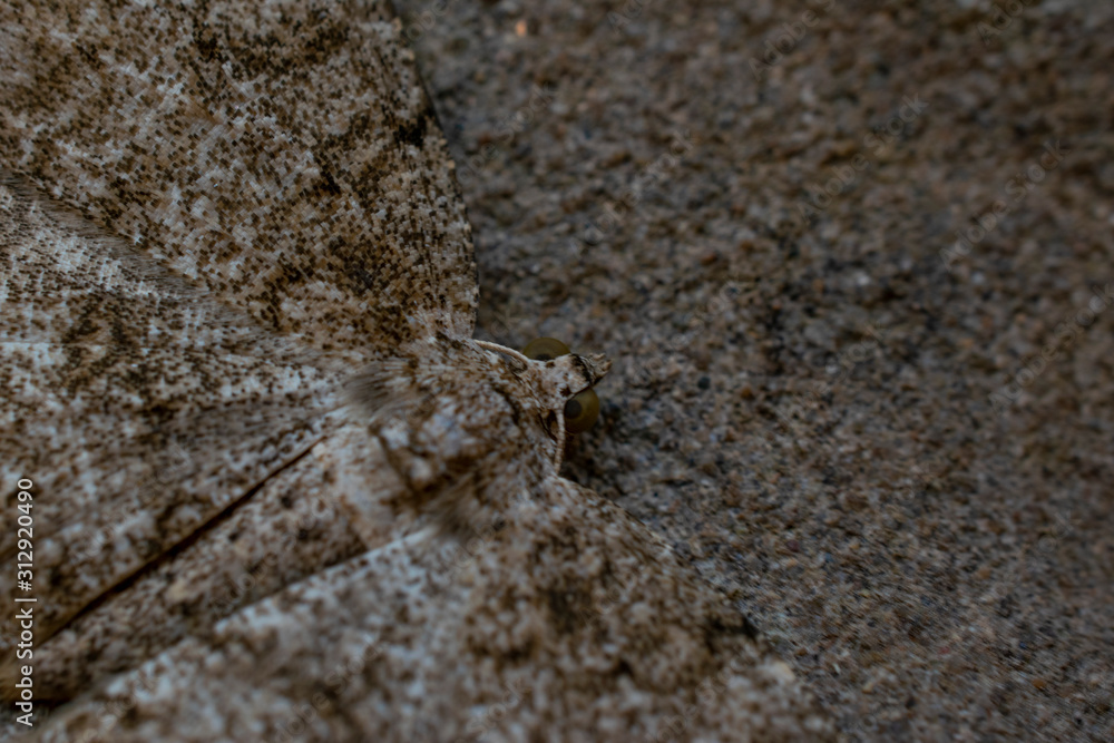 The beauty of a camouflage moth The beauty of a camouflage moth