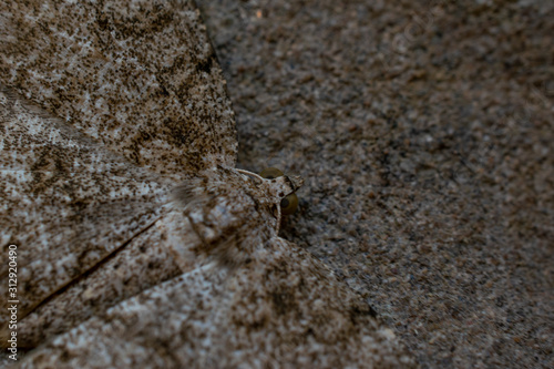 The beauty of a camouflage moth