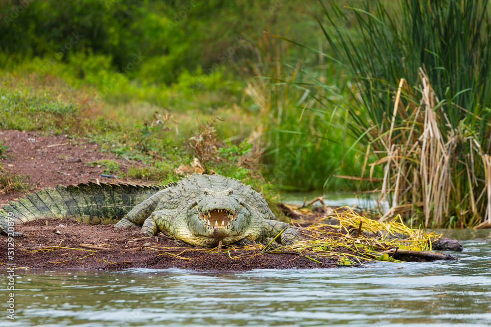Fototapeta premium NILE CROCODILE, Chamo lake, Naciones, Etiopia, Africa