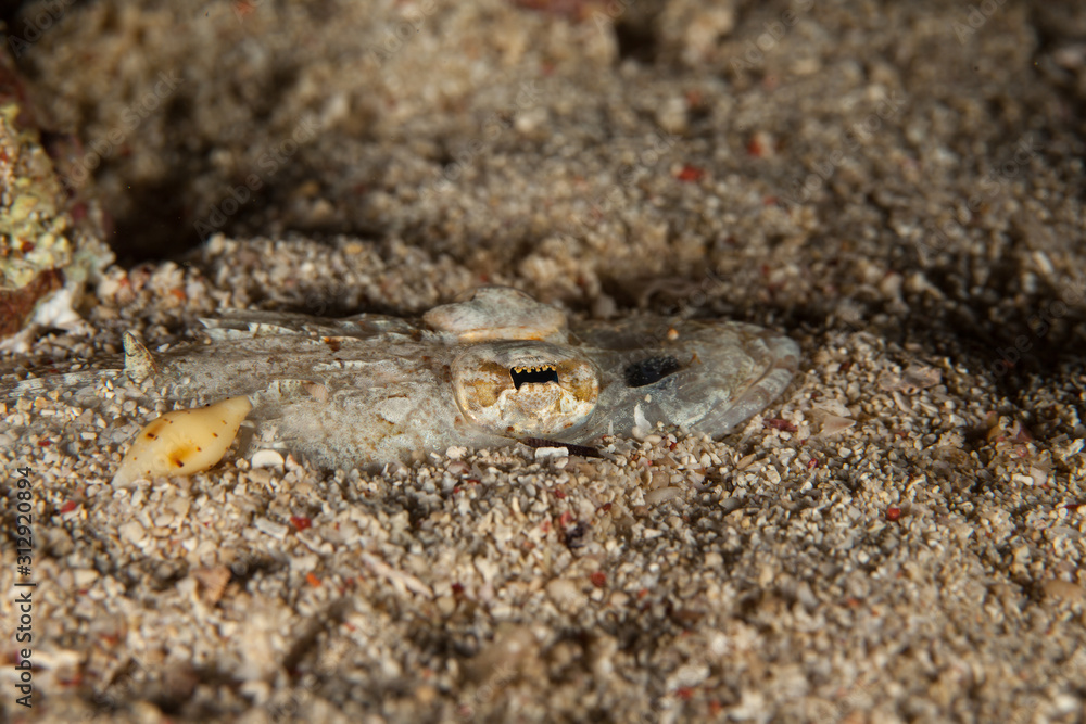 The surprising underwater world of the Indian and Pacifical Oceans The surprising underwater world of the Indian and Pacifical Oceans