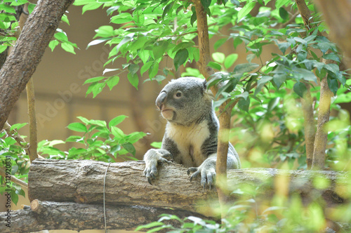 Canvas Print コアラ