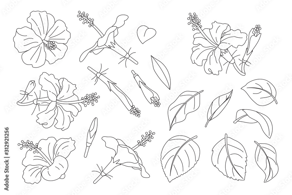 vector hand drawn plant clipart vector hand drawn plant clipart