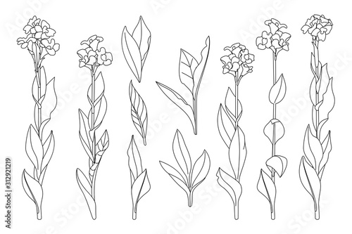 vector hand drawn plant clipart