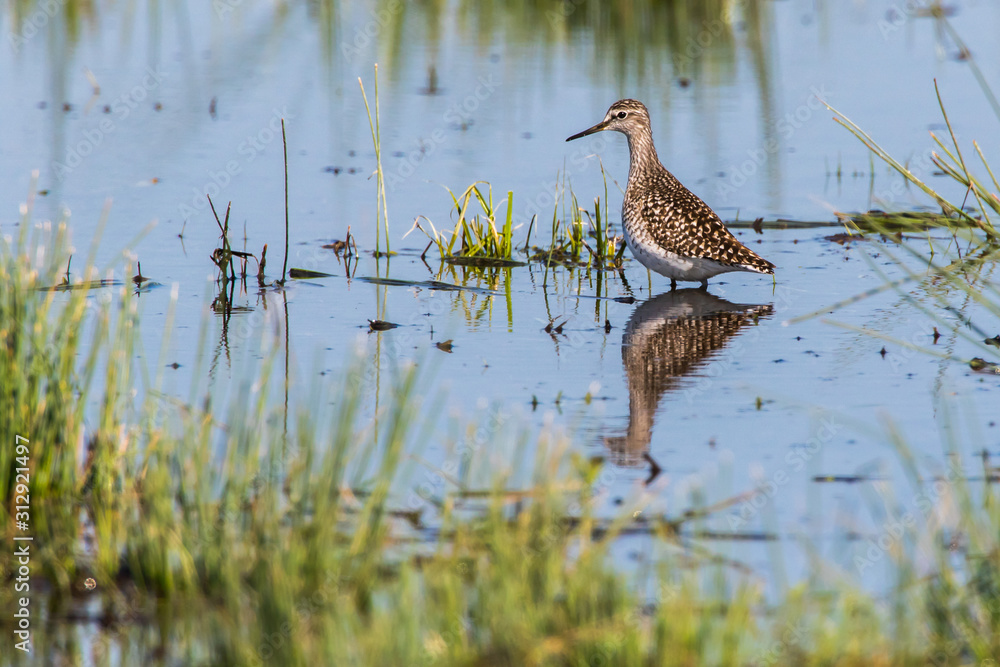 Wood sandpiper (Tringa glareola)