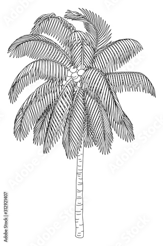 vector hand drawn plant clipart