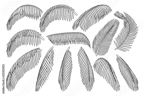 vector hand drawn plant clipart