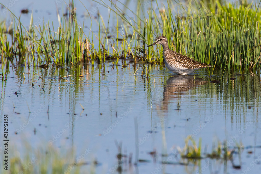 Wood sandpiper (Tringa glareola)