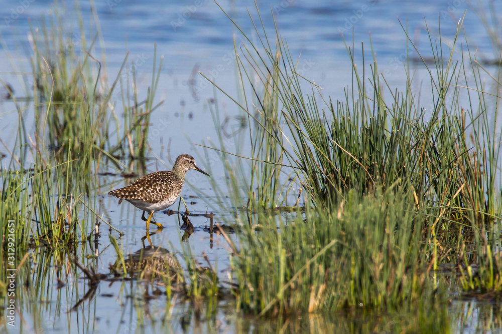 Wood sandpiper (Tringa glareola)