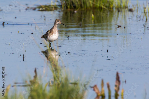 Obraz na płótnie Wood sandpiper (Tringa glareola) w salonie