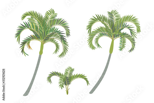 vector handdrawn plant clipart