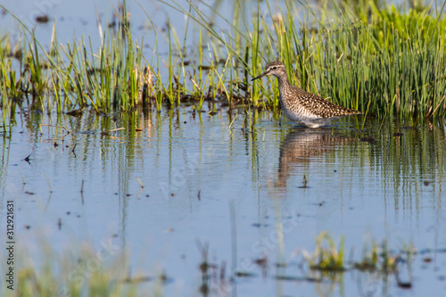 Obraz na płótnie Wood sandpiper (Tringa glareola) w salonie