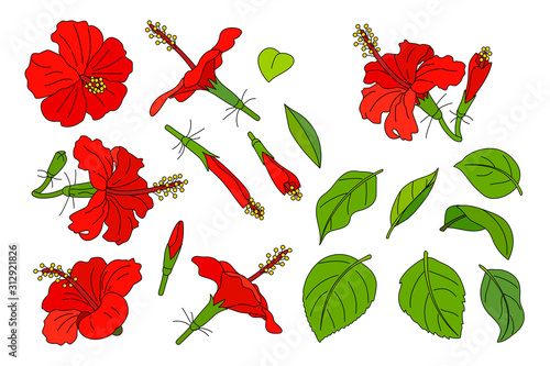 vector hand drawn plant clipart