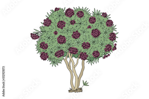 vector hand drawn plant clipart