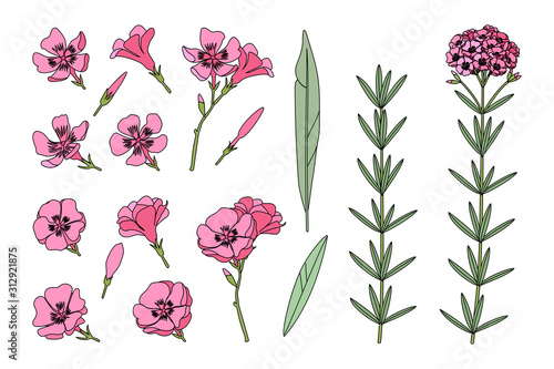 vector hand drawn plant clipart