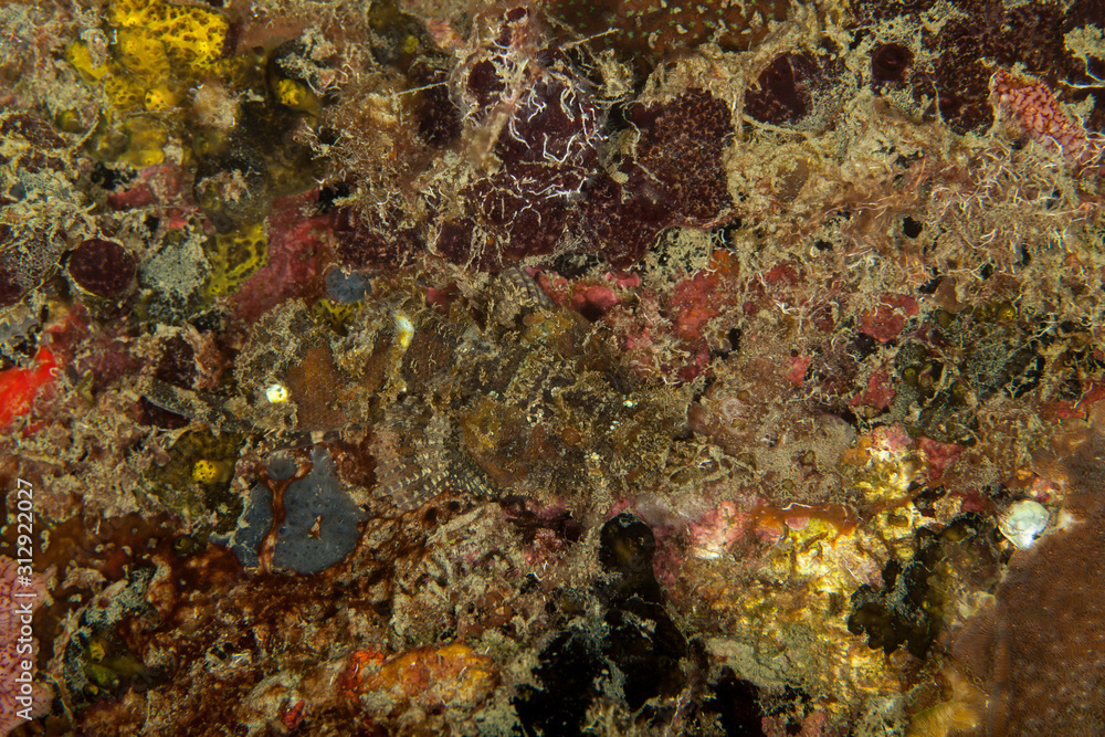 The surprising underwater world of the Indian and Pacifical Oceans The surprising underwater world of the Indian and Pacifical Oceans