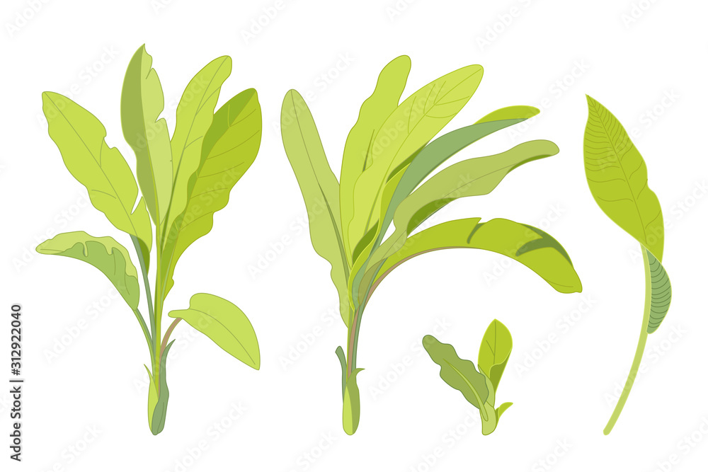 vector hand drawn plant clipart vector hand drawn plant clipart