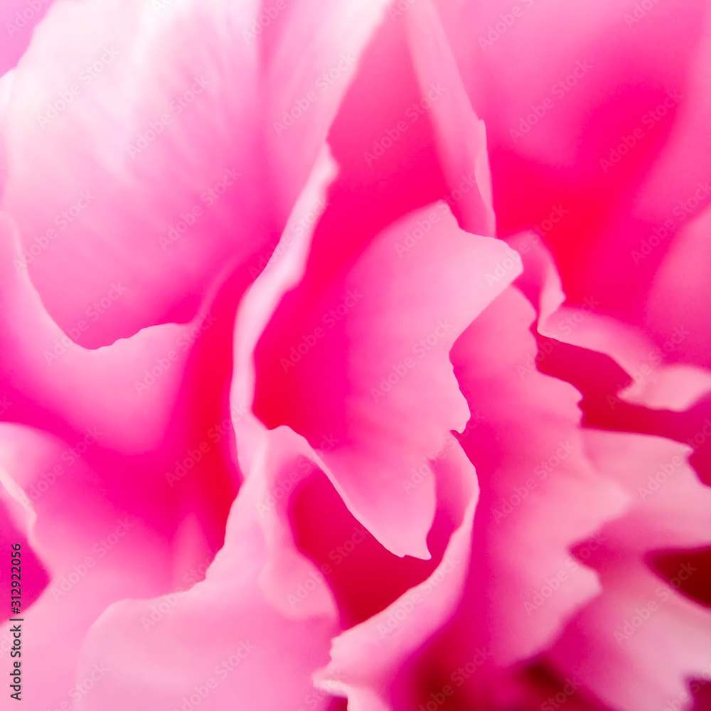 Petals of the pink peony. Macro
