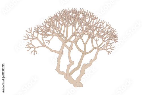 vector hand drawn plant clip art