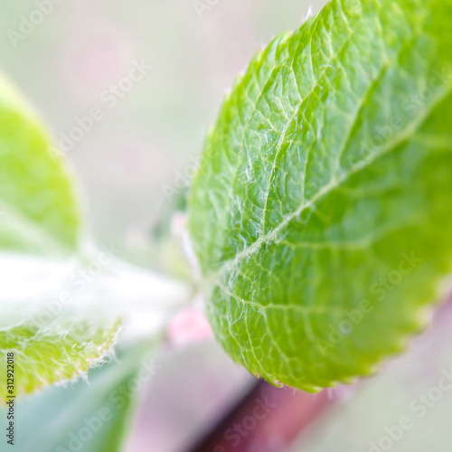 Closeup of green spring leaf of apple tree. Macro