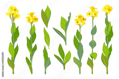 vector hand drawn plant clipart