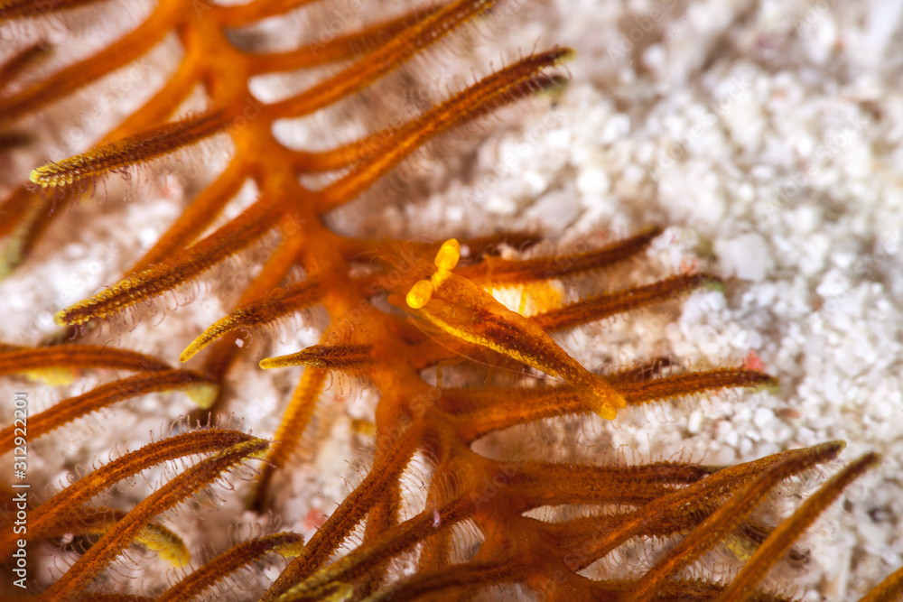 The surprising underwater world of the Indian and Pacifical Oceans The surprising underwater world of the Indian and Pacifical Oceans