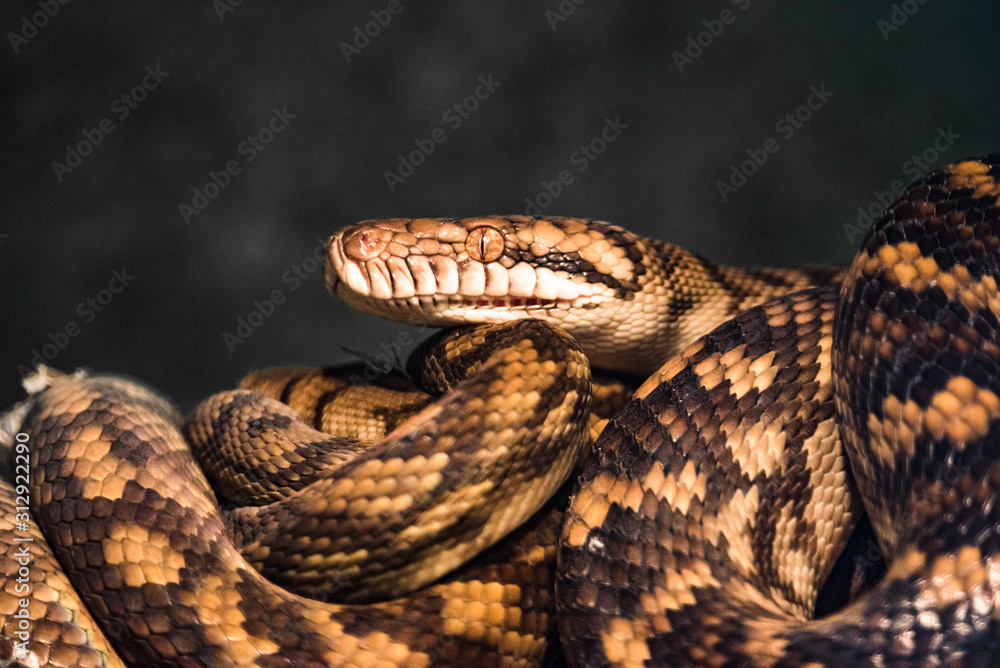 reptile green blue on branch aquarium pet zoo home snake posion small head tongue eyes look walk exotic species reptile green blue on branch aquarium pet zoo home snake posion small head tongue eyes look walk exotic species