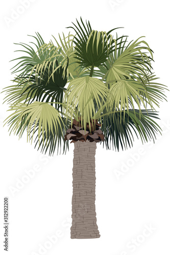 vector hand drawn plant clipart