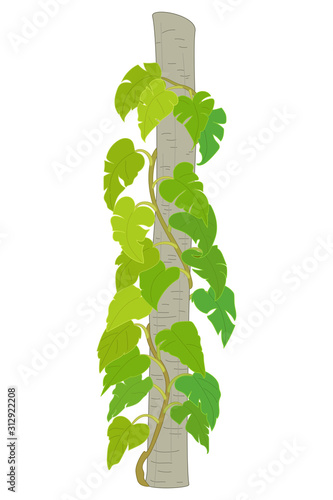 vector hand drawn plant clipart