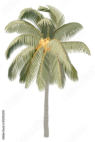 vector hand drawn plant clipart