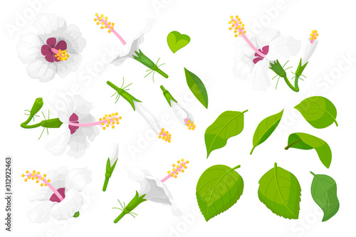 vector hand drawn plant clipart