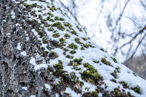 Fototapeta Naklejka Na Ścianę i Meble -  moss on a tree under the snow