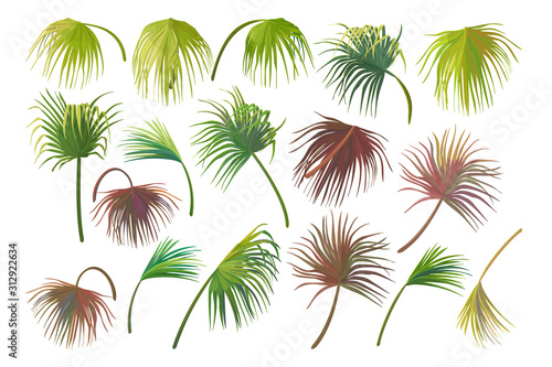 vector hand drawn plant clipart