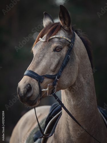 portrait of beautiful stunning show jumping gelding horse with bridle and browband with beads in forest in autumn 