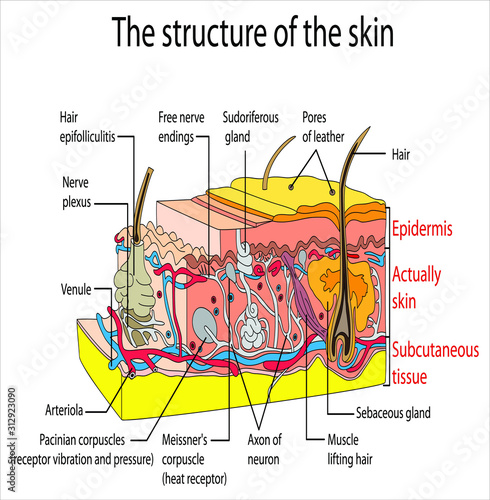 vector illustration of organs