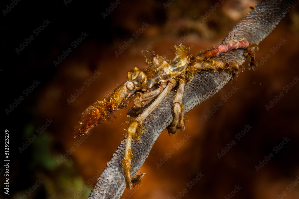 Naklejka premium The surprising underwater world of the Indian and Pacifical Oceans